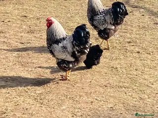 Chickens poultry Silver Laced Wyandotte Cockerels Show Stock - Free - Advert 1