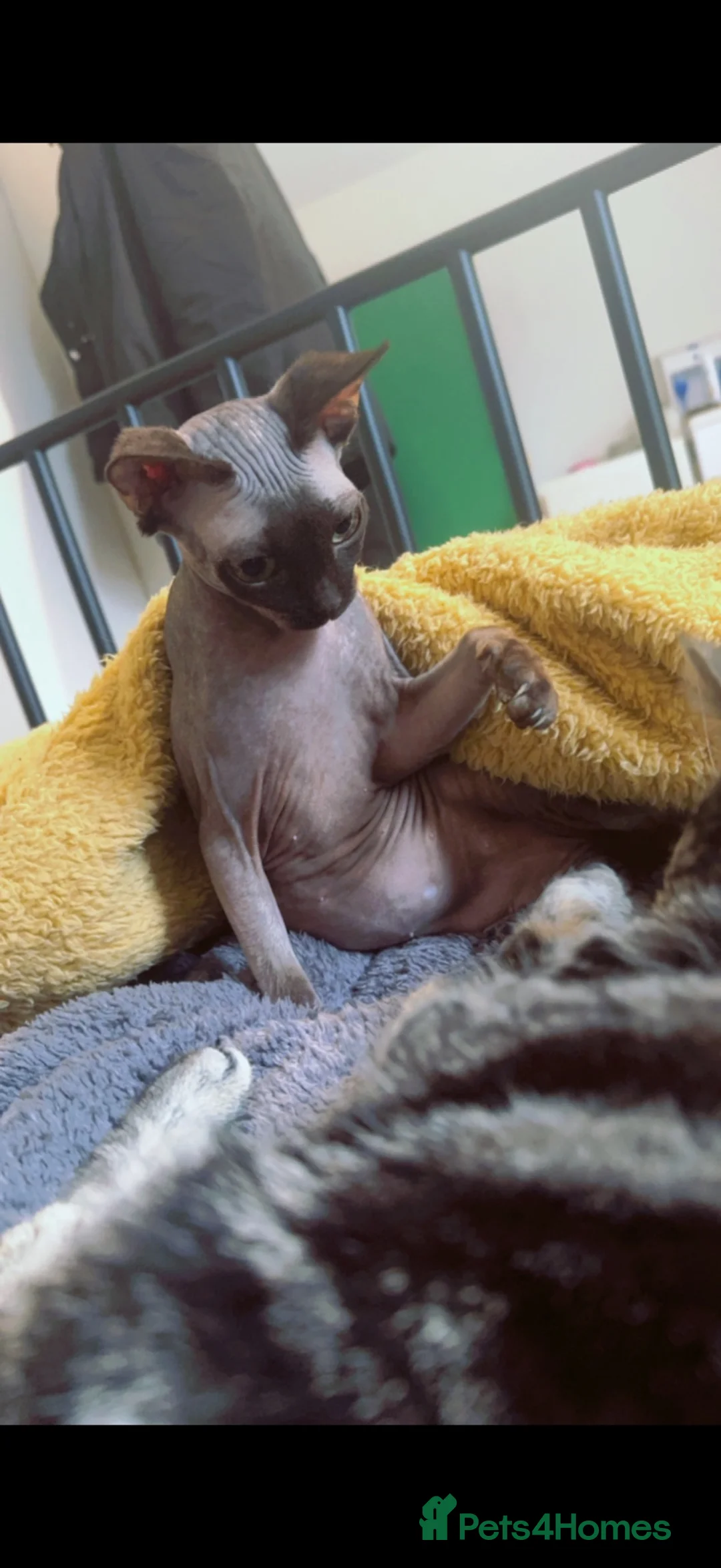 Sphynx cats for sale: 3 year old Russian Sphynx  in Arbroath - Advert 2