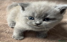British Shorthair cats for sale: BSH Kittens - Image 5