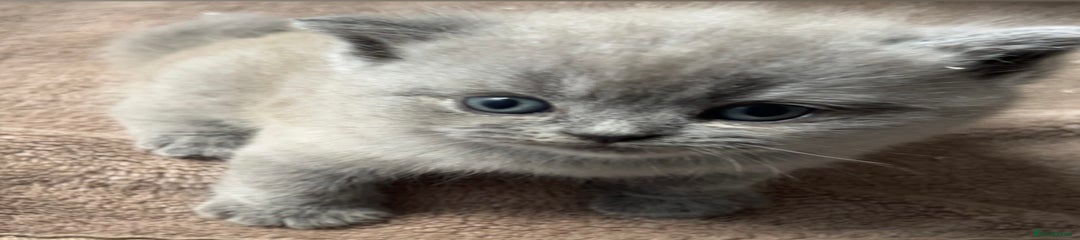 BSH 3