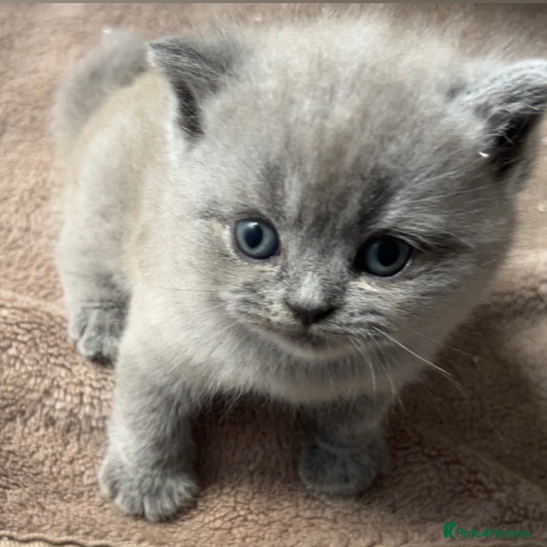 British Shorthair cats for sale: BSH Kittens - Image 5
