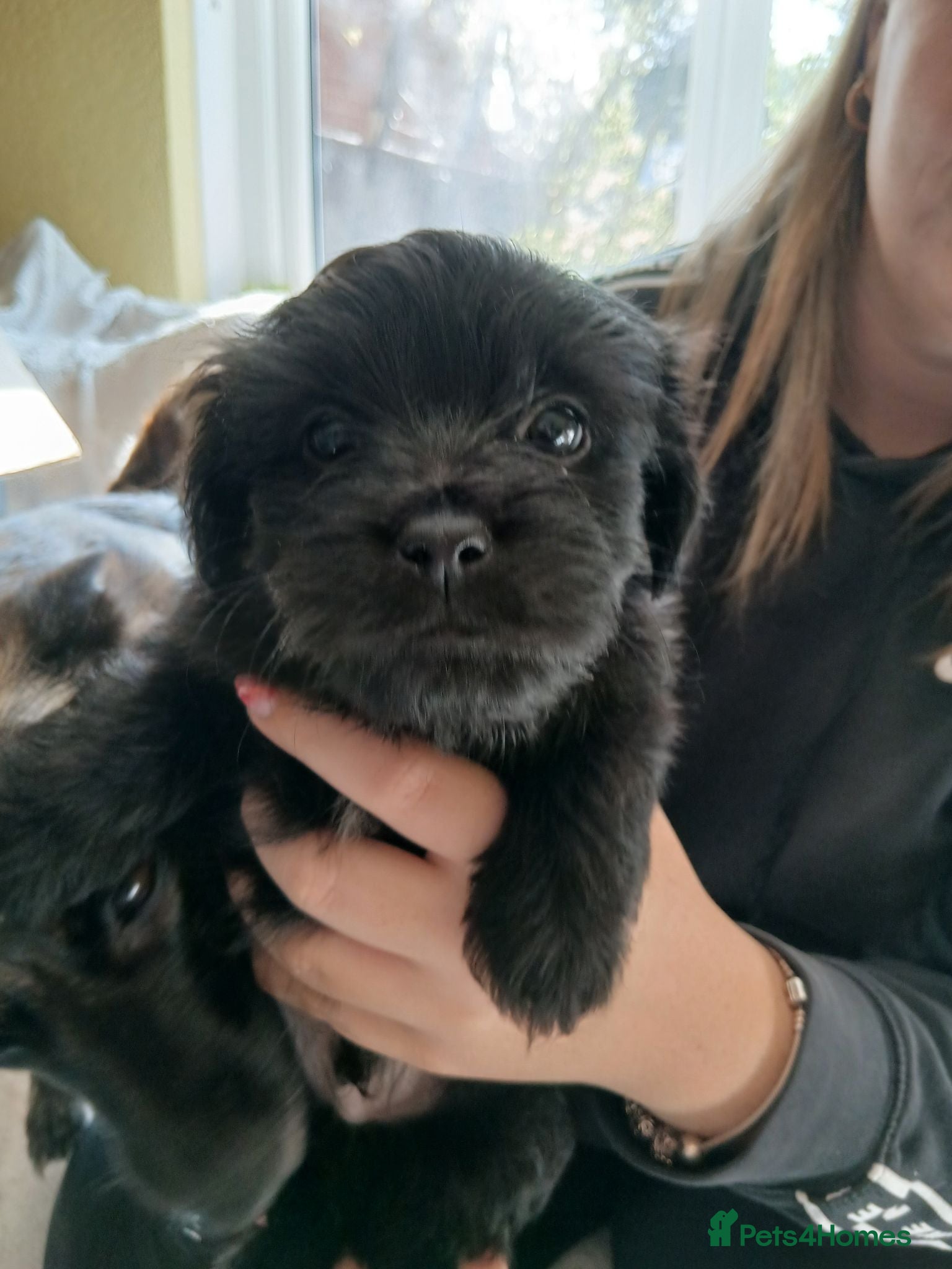 Mixed Breed dogs ShihTzu Jack Hybrid Puppies Ready To Go - Advert 16