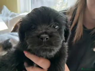Mixed Breed dogs ShihTzu Jack Hybrid Puppies Ready To Go - Advert 16