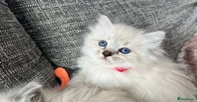 Siberian cats - Advert 3