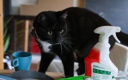 Domestic Shorthair cats for sale: Gentle Boy Cat Seeking Forever Family - Image 4