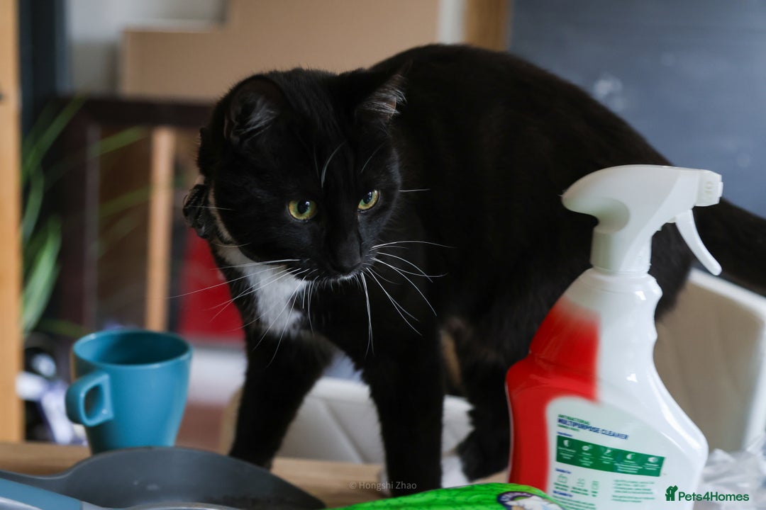 Domestic Shorthair cats for sale: Gentle Boy Cat Seeking Forever Family - Image 4