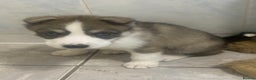 Siberian Husky dogs for sale: Magnificent Pure Siberia Husky Puppies  - Advert 10