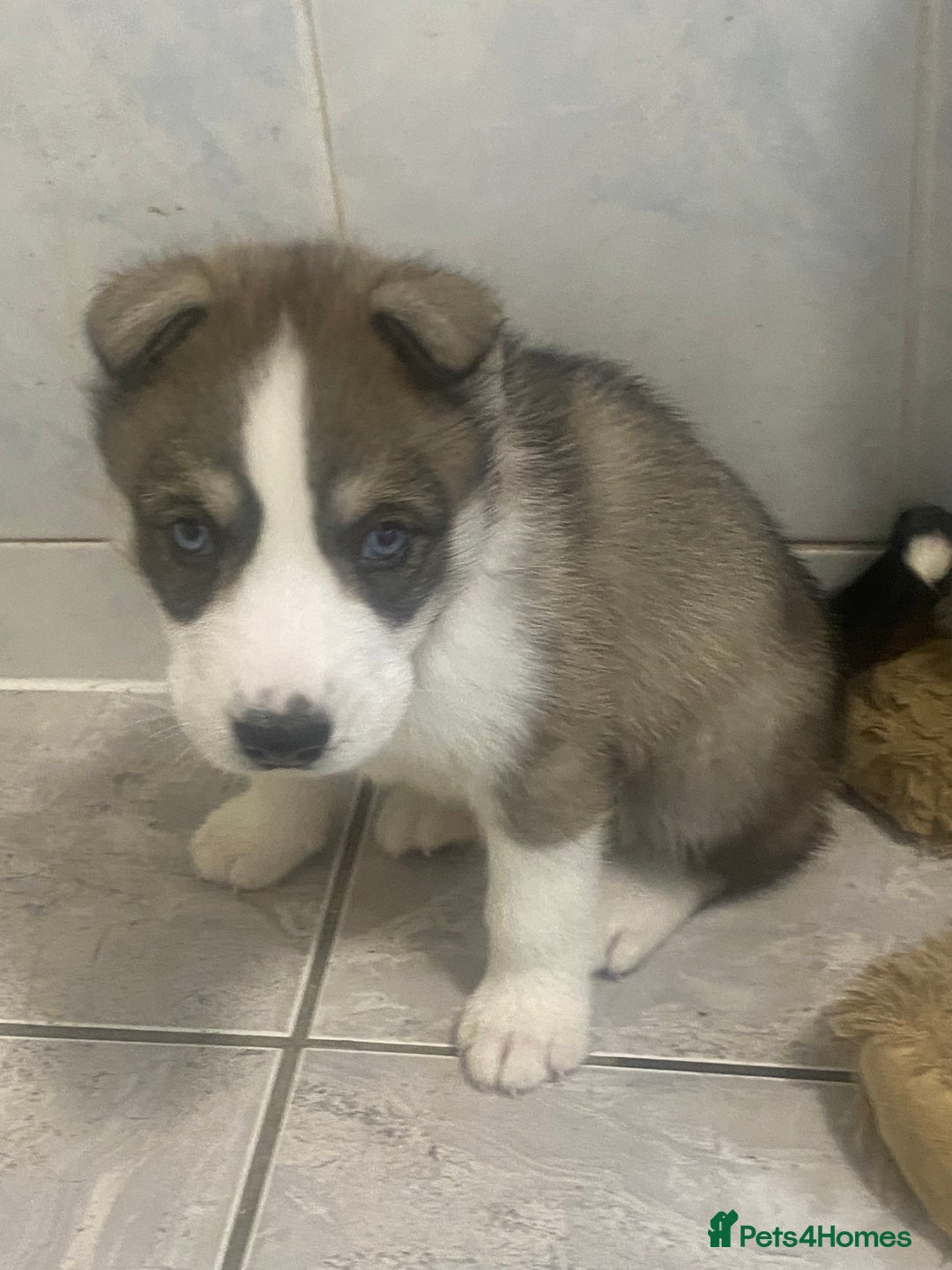 Siberian Husky dogs for sale: Magnificent Pure Siberia Husky Puppies  - Advert 10