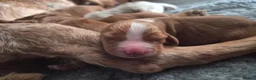 Cocker Spaniel dogs for sale: KC, Docked legally working Cocker Spaniels - Advert 27