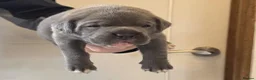Cane Corso dogs for sale: 7 Blue Beautiful Cane Corso puppies 3 weeks old - Advert 13