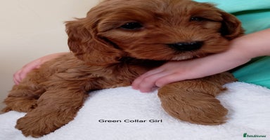 Cockapoo dogs - Advert 1
