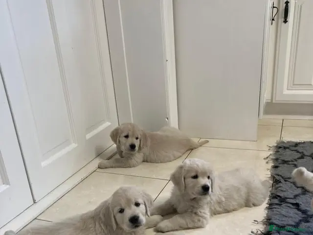 Golden Retriever dogs for sale: STRONG HAPPY HEALTHY PUPPIES - Advert 14