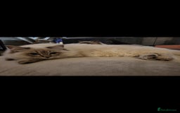 Ragdoll cats for sale: Blue tabby GCCF (ACTIVE) Queen - Image 2