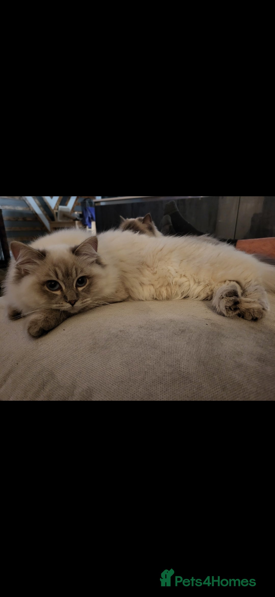 Ragdoll cats for sale: Blue tabby GCCF (ACTIVE) Queen - Image 2