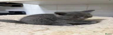 British Shorthair 1
