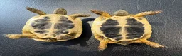 Hermann Tortoise reptiles for sale: 9 Month Old Hermanns Tortoises for Sale x 2 in Egham - Advert 2