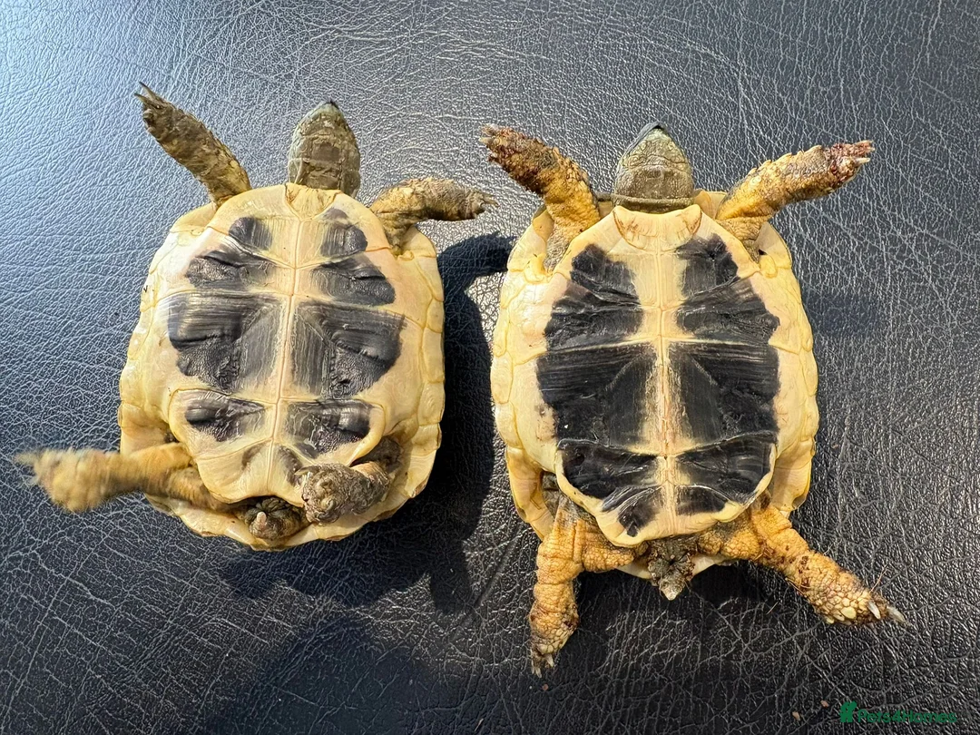 Hermann Tortoise reptiles for sale: 9 Month Old Hermanns Tortoises for Sale x 2 in Egham - Advert 2