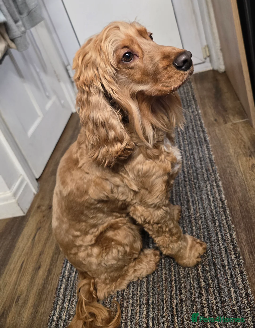 Cocker Spaniel dogs for sale: Lovely Show Cocker Spaniel, 6yr, Great Family Dog  - Advert 1