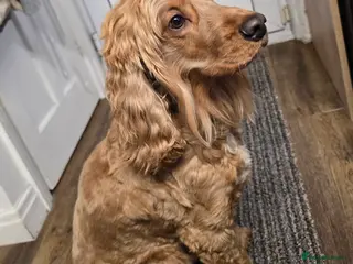 Cocker Spaniel dogs Lovely Show Cocker Spaniel, 6yr, Great Family Dog - Advert 9