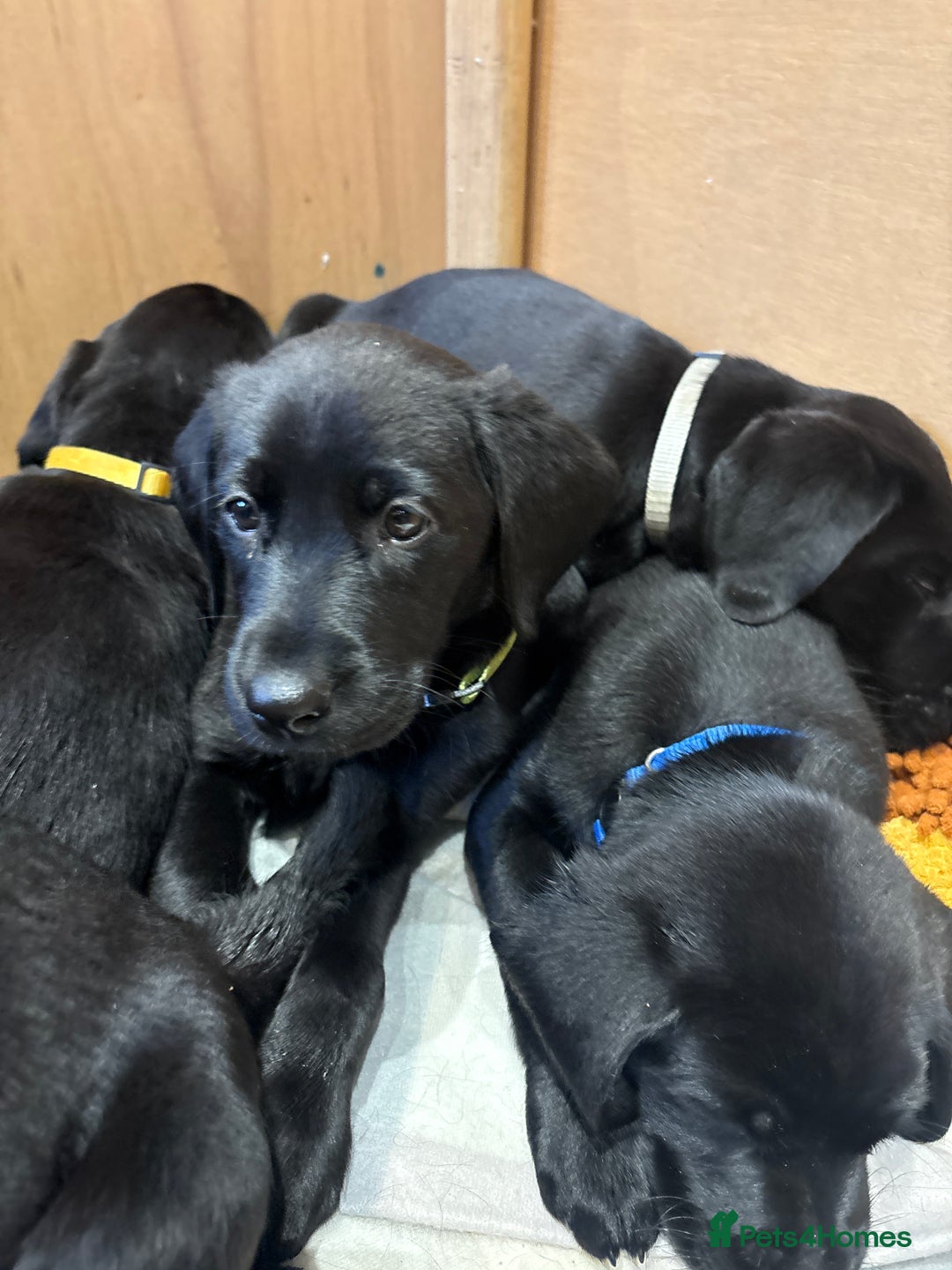 Labrador Retriever dogs for sale: Stunning K.C. Reg. Black Labrador Puppies - Image 21