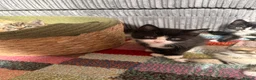 Mixed Breed cats for sale: Mixed Breed Kittens for sale - Advert 26