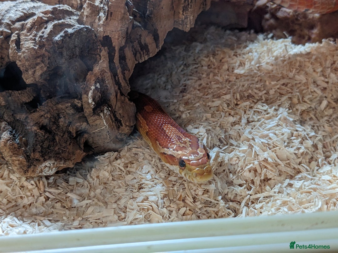 Corn Snake reptiles for sale: Corn snake 5 years approx female - Image 1
