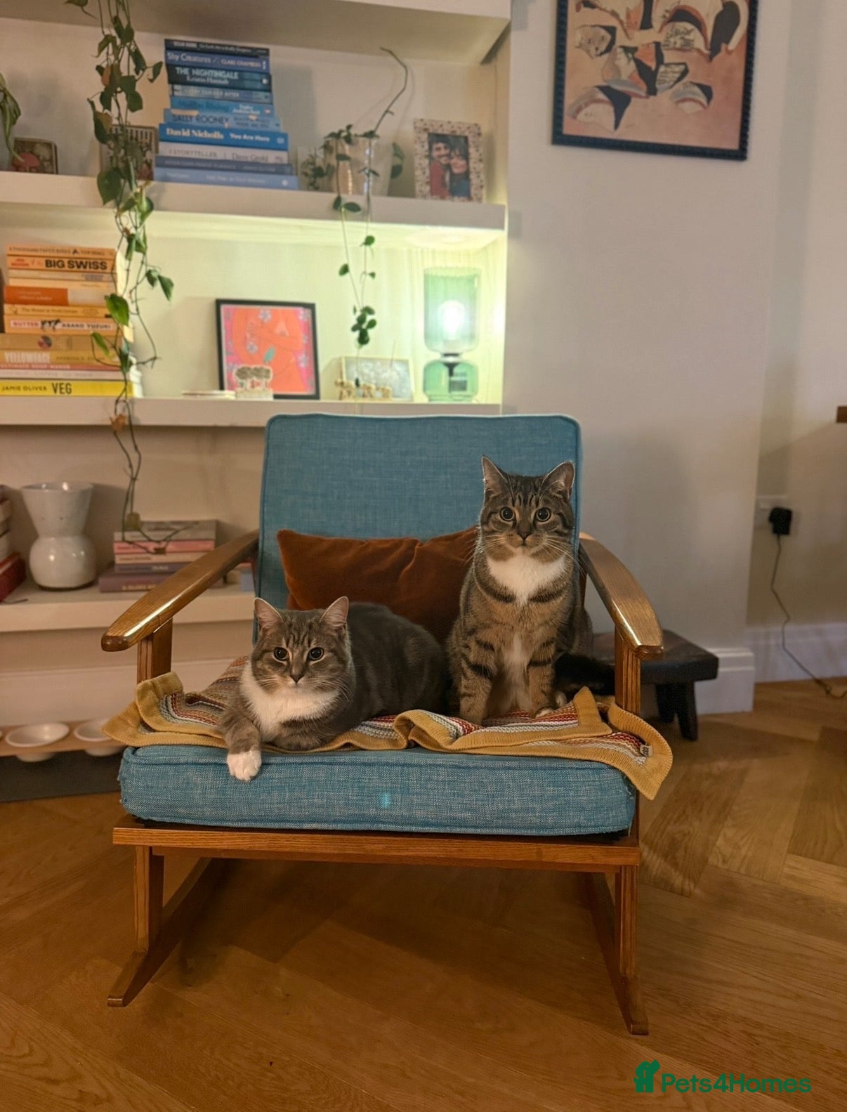Domestic Shorthair cats Bonded young pair need a new home  - Advert 1