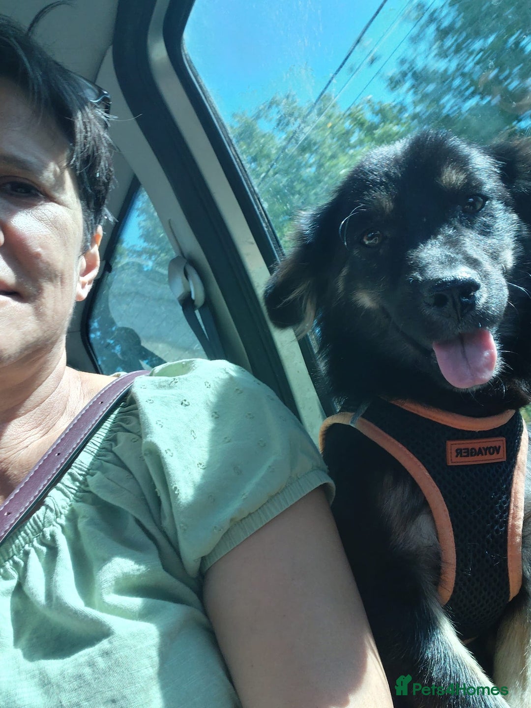 Mixed Breed dogs for adoption: ROBY, a superb puppy boy - for a Loving Home - Image 14