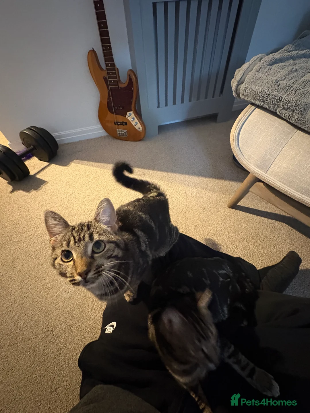 Domestic Shorthair cats for sale: URGENT REHOME for 2 beautiful cats -price for both - Advert 2