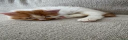 Munchkin cats for sale: Long leg munchkin kittens in Tonbridge - Advert 9