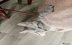 British Longhair cats for sale: British Longhair Tabby Kittens - Image 3