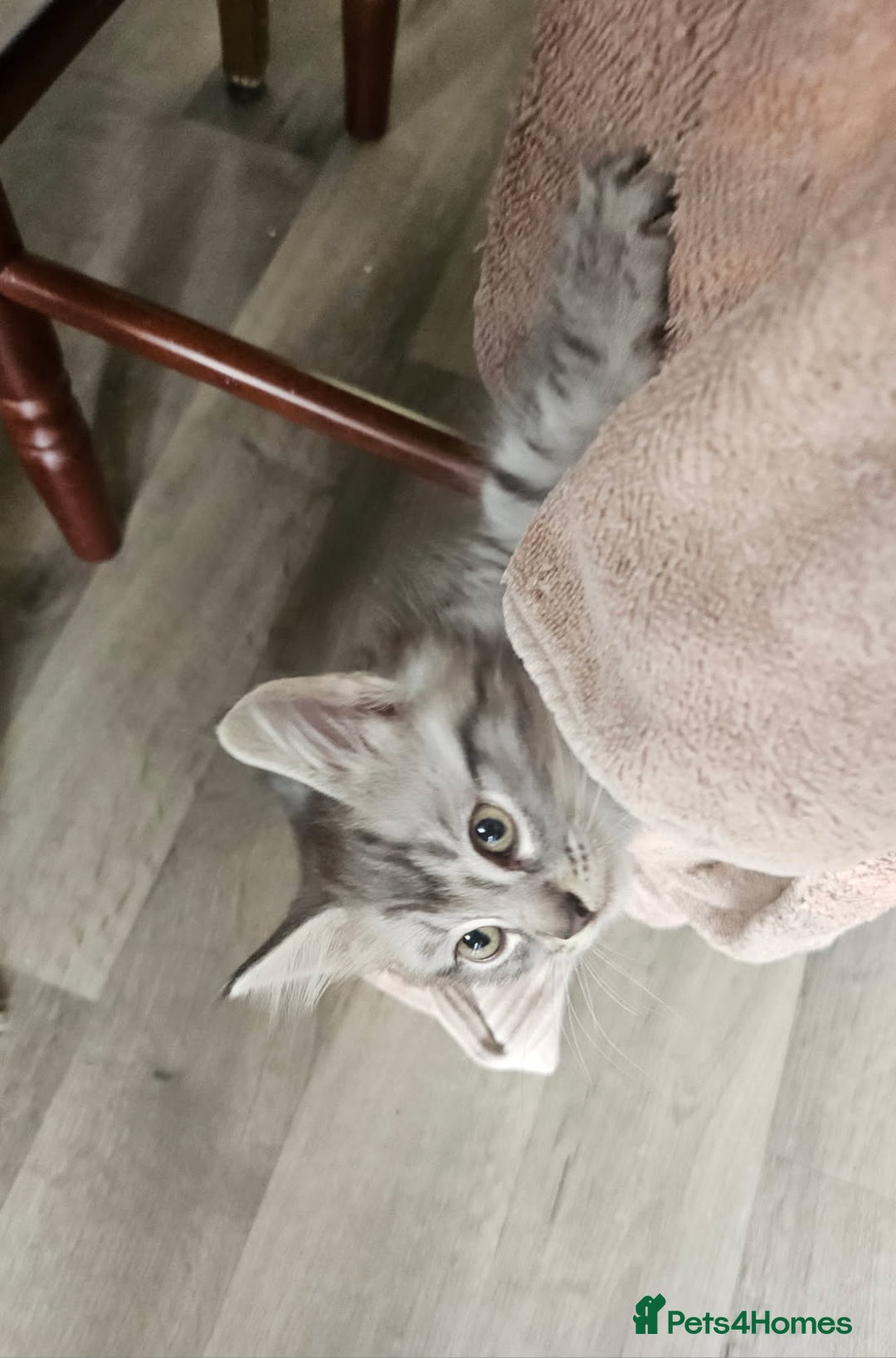 British Longhair cats for sale: British Longhair Tabby Kittens - Image 3