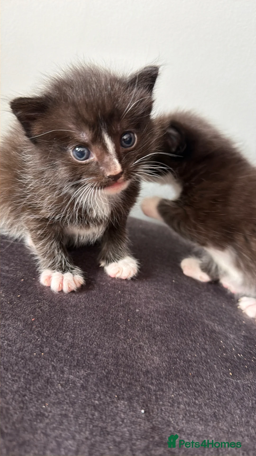 Ragdoll cats for sale: Mix kittens (ragdoll mom) - Advert 2