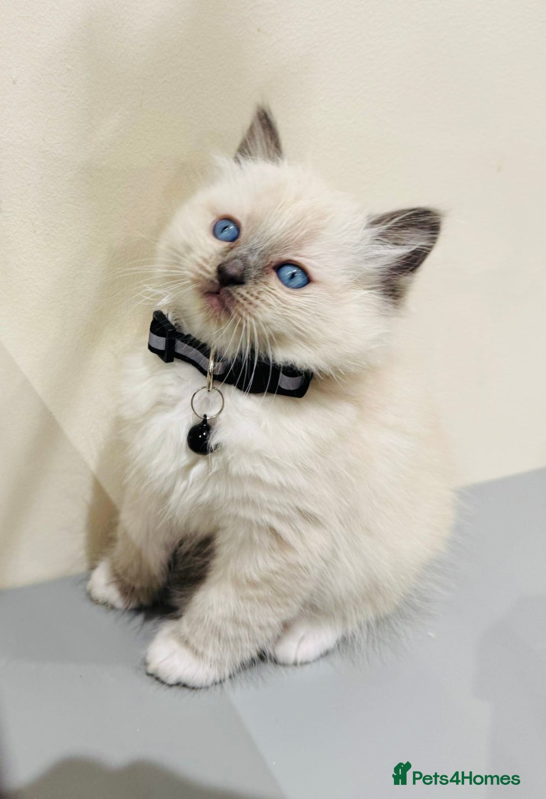 Ragdoll cats for sale: Adorable Pure Ragdoll Kittens - Advert 37