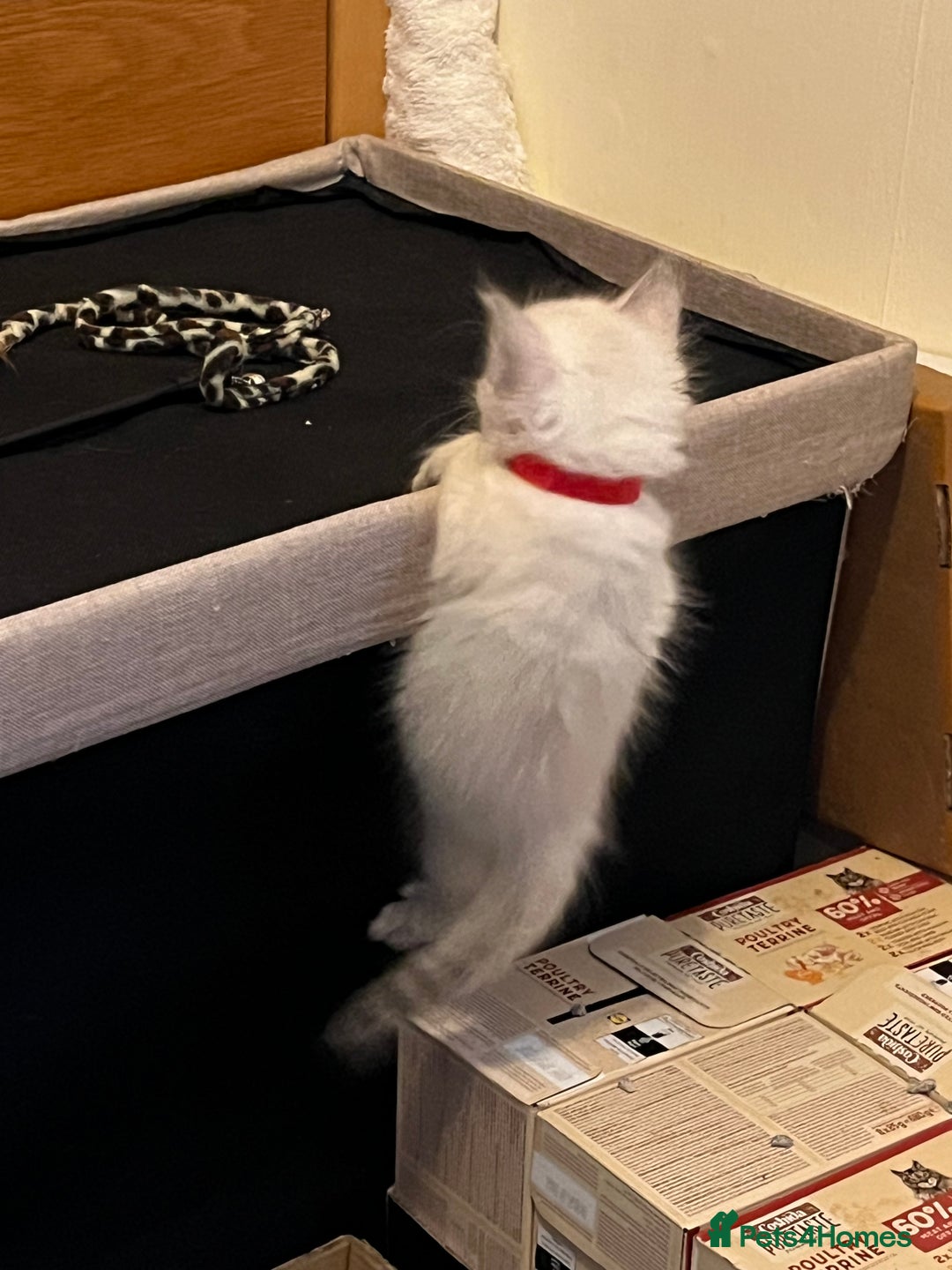 Mixed Breed cats for sale: Kittens for sale!  - Image 7