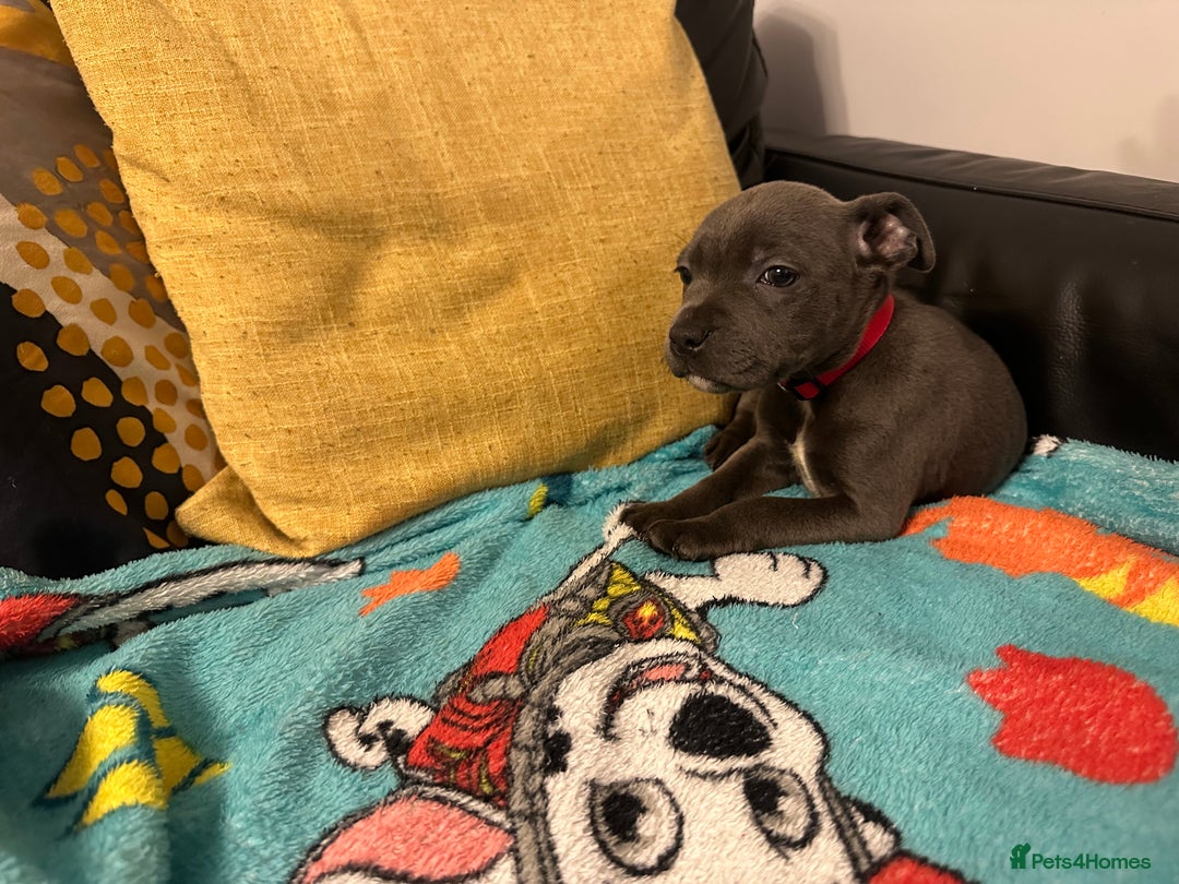 Staffordshire Bull Terrier dogs for sale: KC ⭐️Champion⭐️ bloodline Staffy Ready to leave - Advert 22