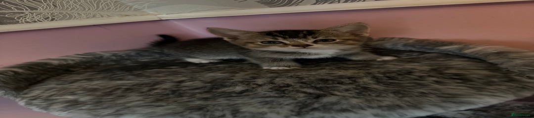 Mixed Breed Kitten 4