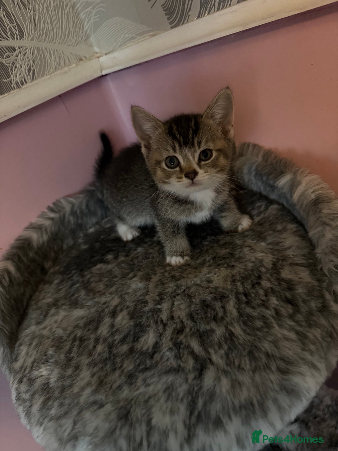 Mixed Breed cats for sale: Mixed breed kittens for sale💕 - Image 5