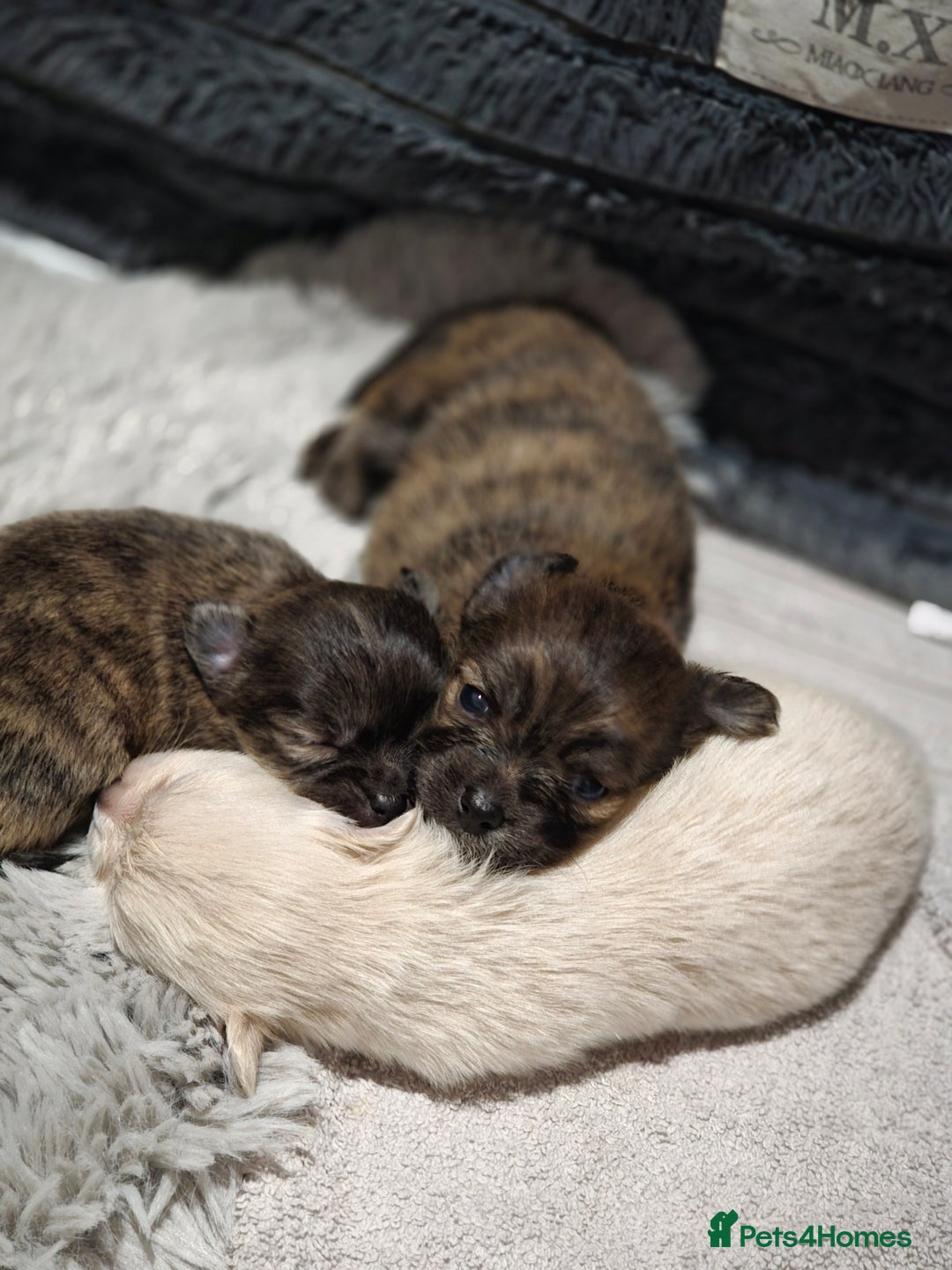 Pomchi dogs for sale: Gorgeous Pomchi Puppies - Advert 3