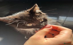 British Shorthair cats for sale: Beautiful British shorthair kitty!! - Image 6