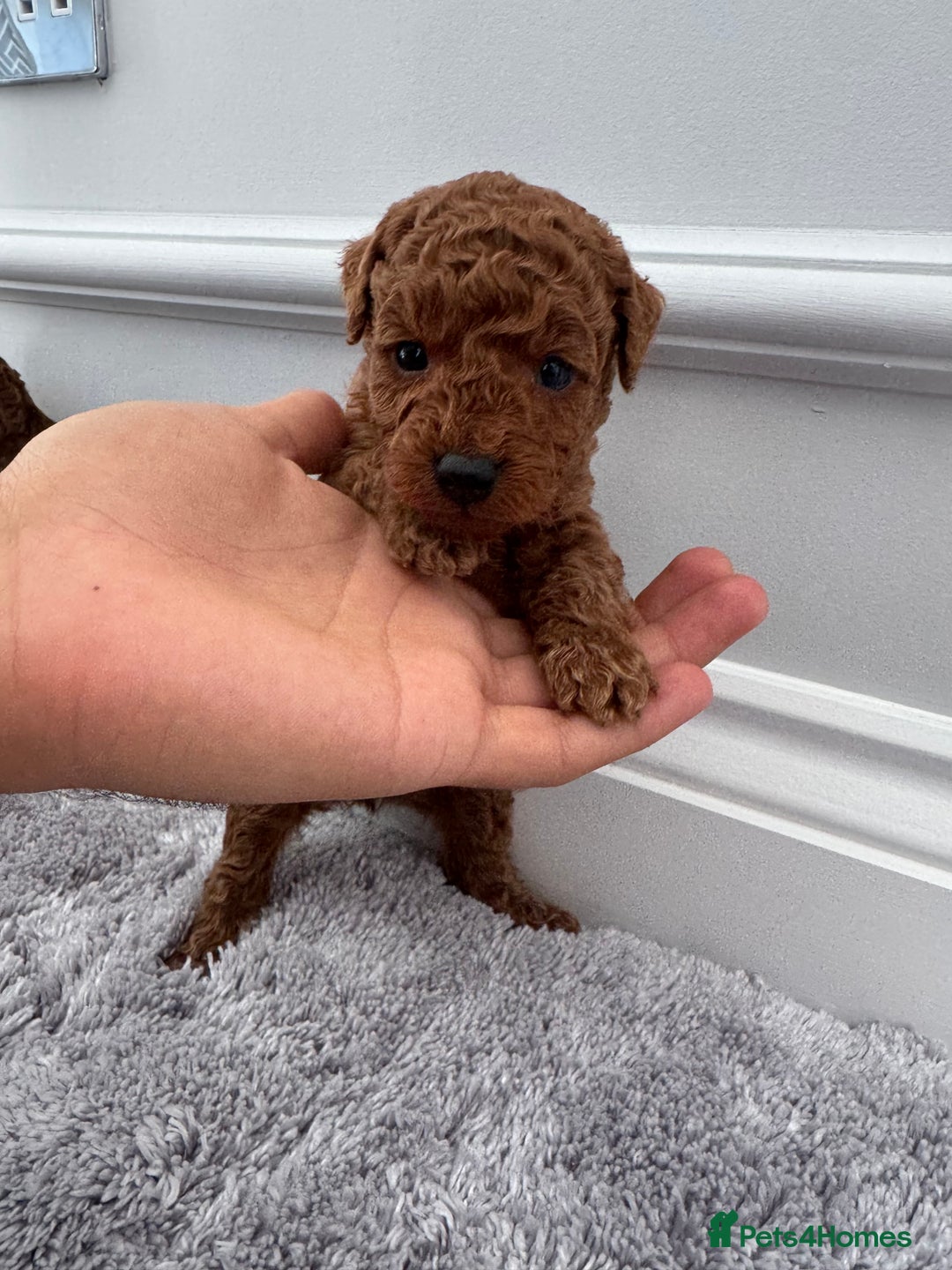 Cockapoo dogs for sale: ✨ Stunning F1b Cockerpoo Puppies Available ✨ - Advert 6