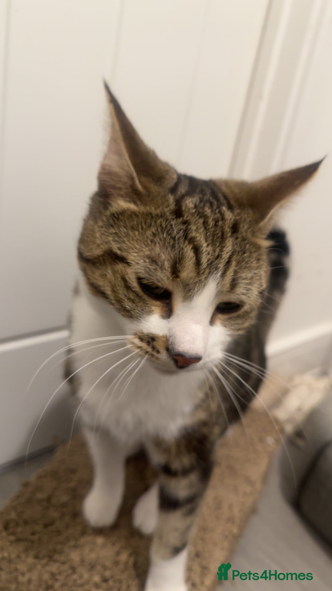 Domestic Shorthair cats for sale: Lovely 2 year old male - Image 4