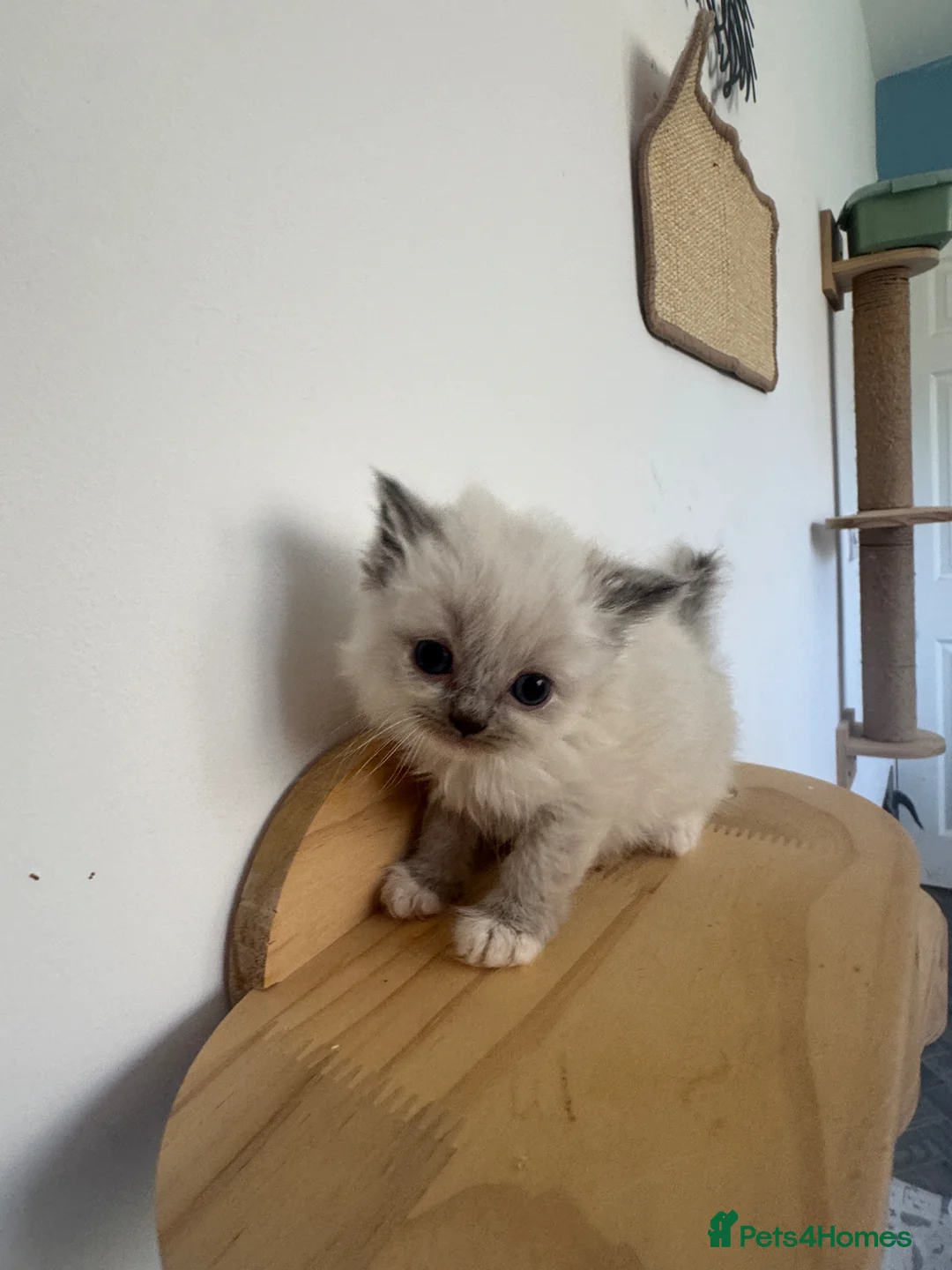 Mixed Breed cats for sale: Bsh x ragdoll kittens  - Advert 2