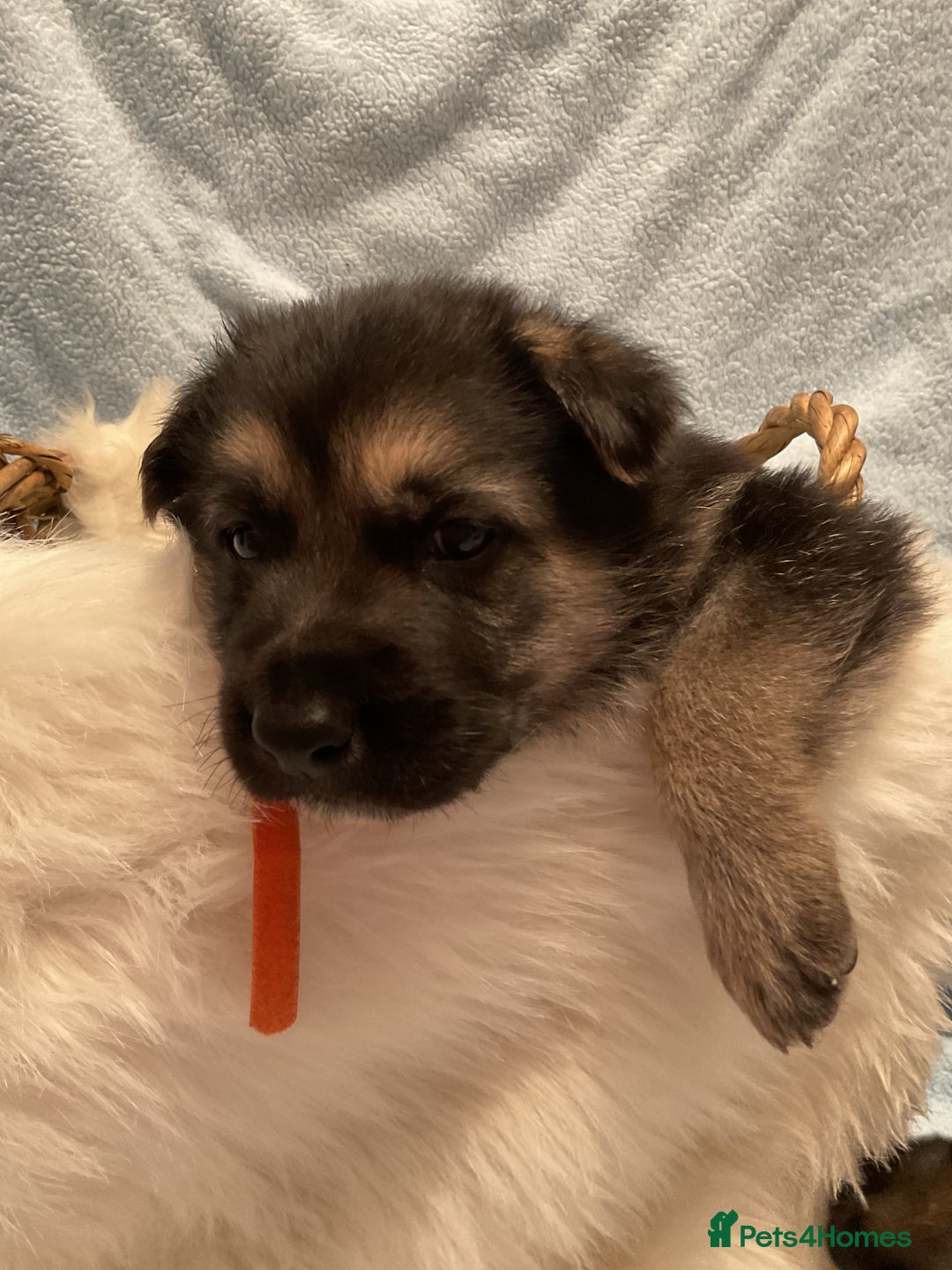 German Shepherd dogs for sale: German Shepard pups - Image 11