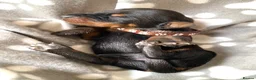 Dobermann dogs for sale: KC REGISTERED DOBERMAN PUPPIES - Advert 5