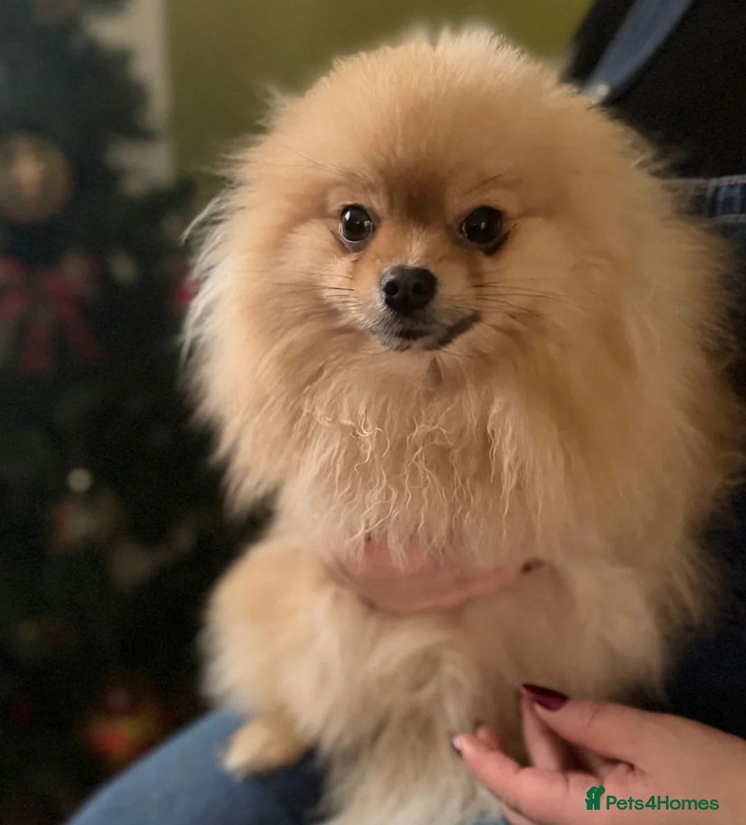 Pomeranian dogs for sale: Pomeranian female for sale - Advert 5