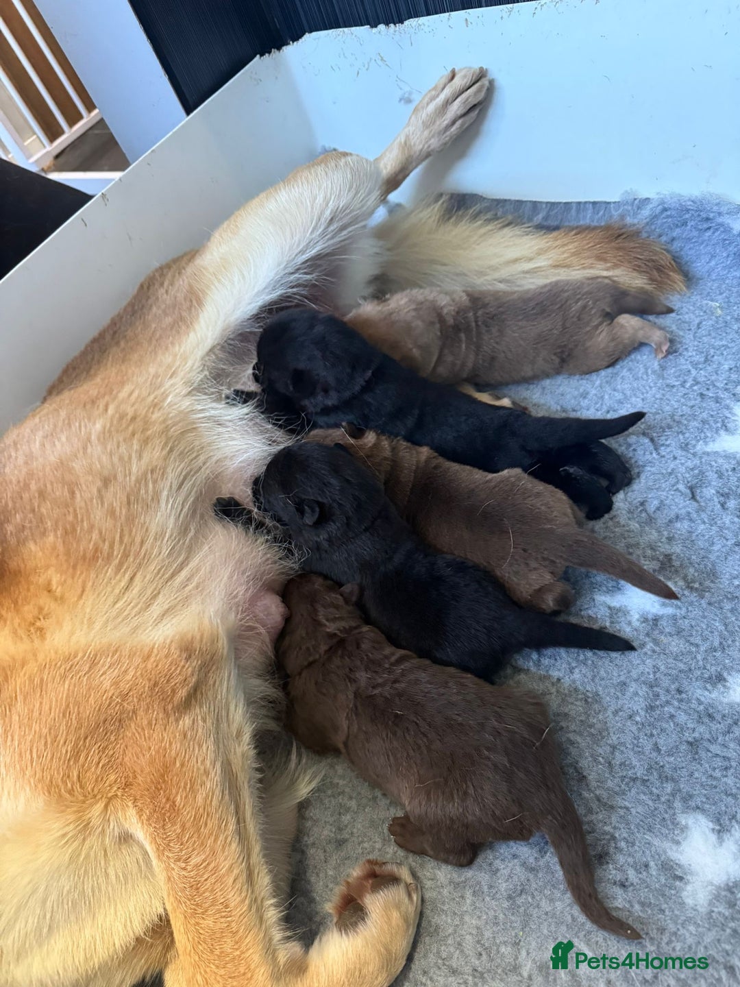 German Shepherd dogs for sale: Stunning German Shepherd X Puppies  - Advert 15