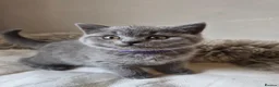 British Shorthair cats for sale: Lovely GCCF British Shorthair Kittens  - Advert 6
