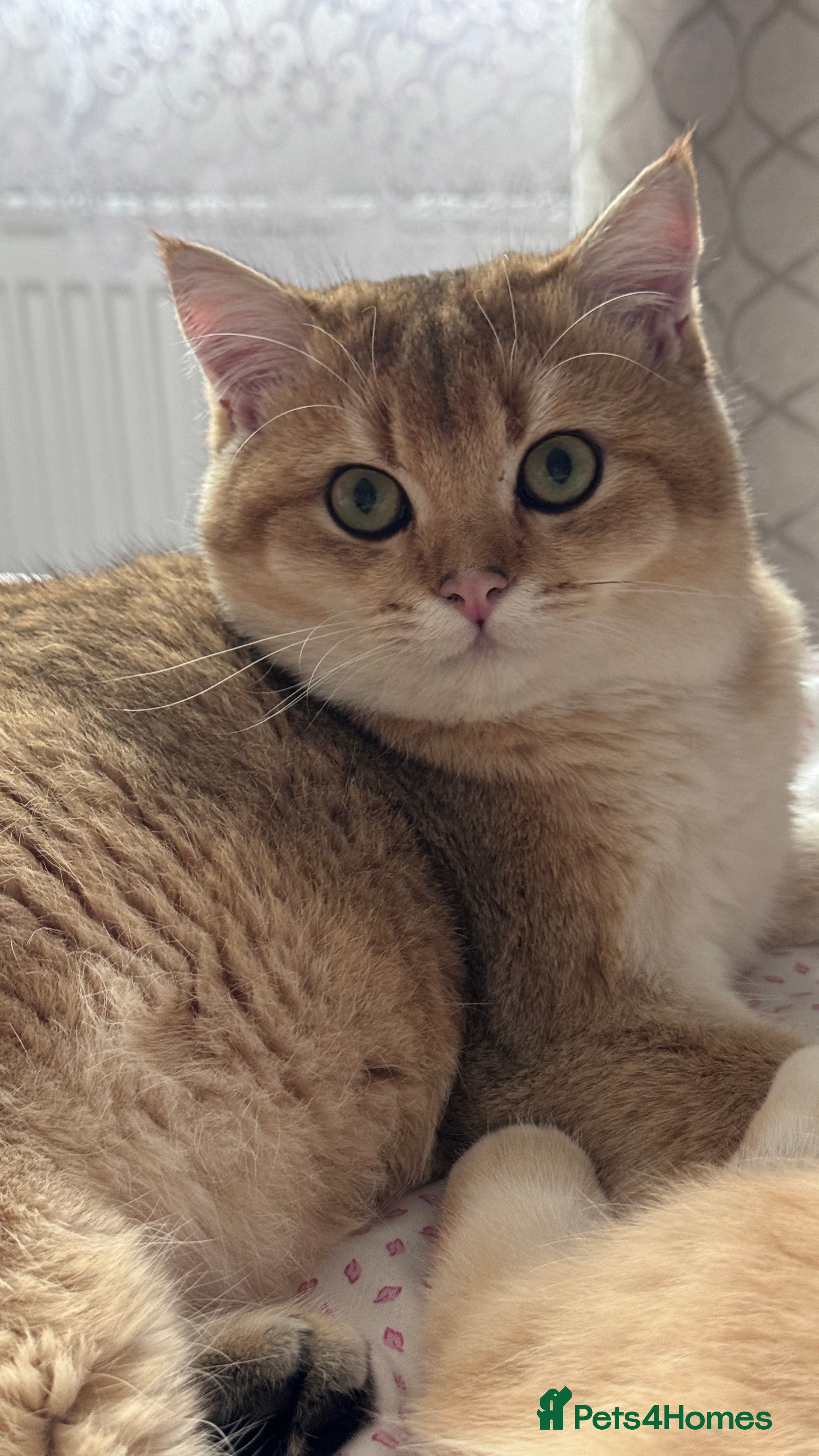 British Shorthair cats BSH BOY GCCF GOLDEN BLACK TIPPED  - Advert 15