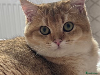 British Shorthair cats BSH BOY GCCF GOLDEN BLACK TIPPED - Advert 15